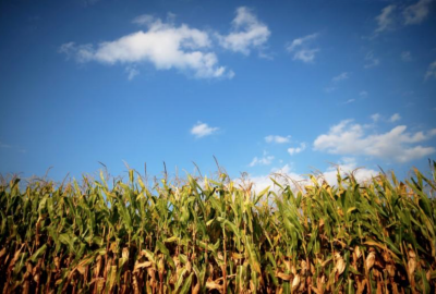 Divided US Appeals Court Allows Biden-Era Biofuel Rule to Stand