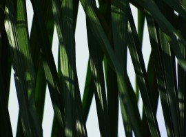 UK Regulator Investigates Drax Over Biomass Claims