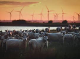 Britain Bets Big on Renewables with Record Solar and Onshore Wind Awards