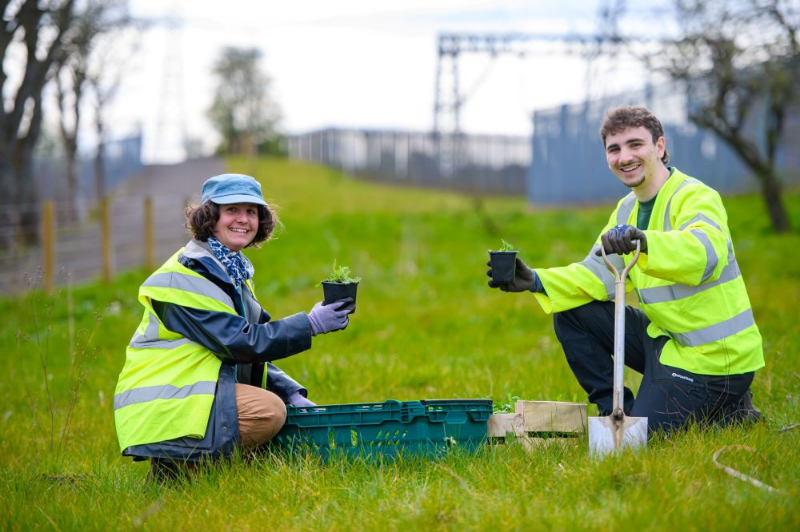 SP Energy Networks and Buglife Transform Substation Grasslands Into Thriving Pollinator Habitats Through the Pollinator B-Lines Project