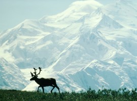 Trump Auction Opens Arctic Refuge Drilling Rights for First Time Ever
