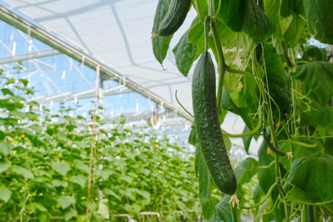Skytree to deploy direct air capture system for Dutch greenhouse CO2 supply