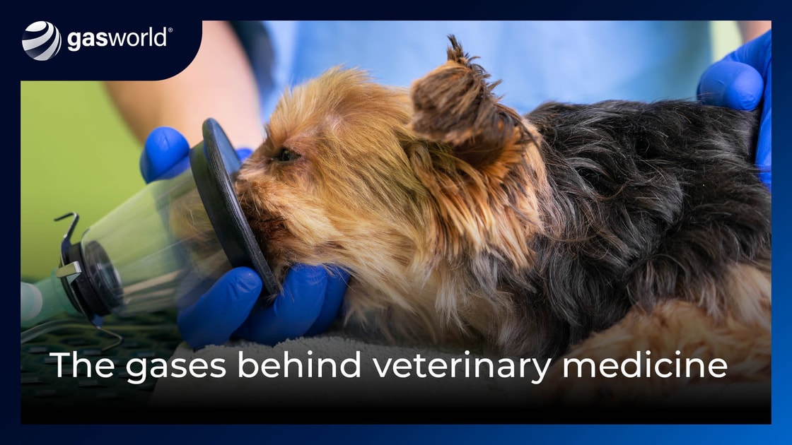 Video | The gases behind veterinary medicine