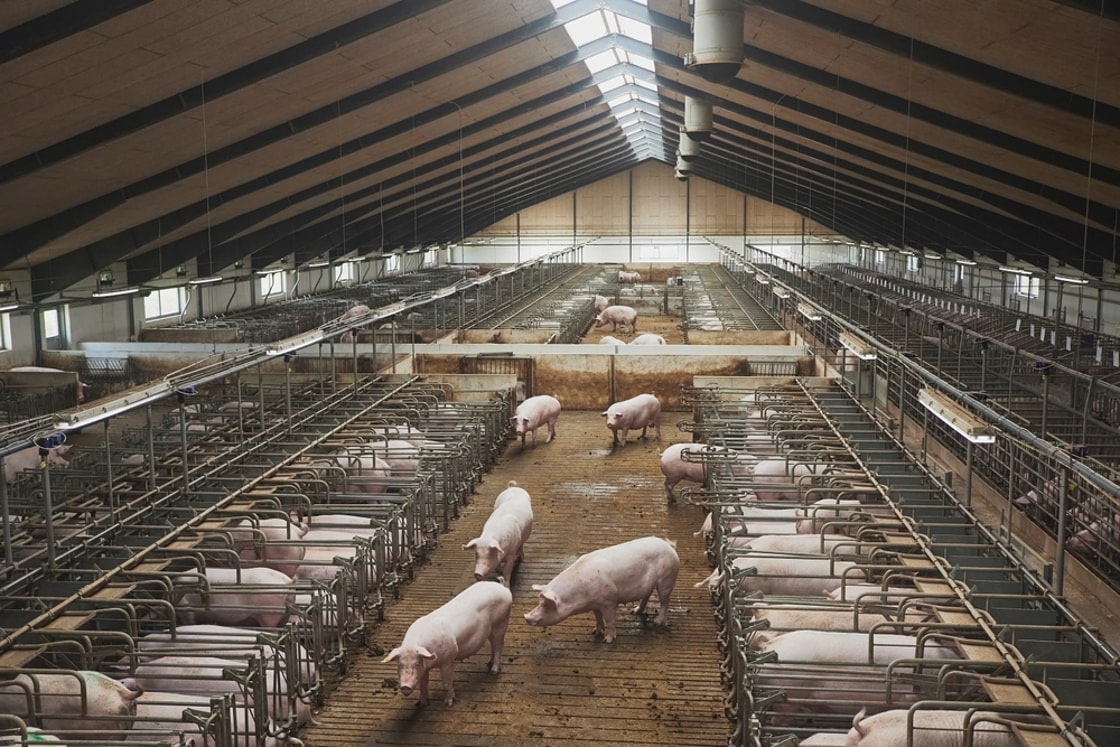 CO2 pig stunning to be phased out in UK for ‘more humane’ methods