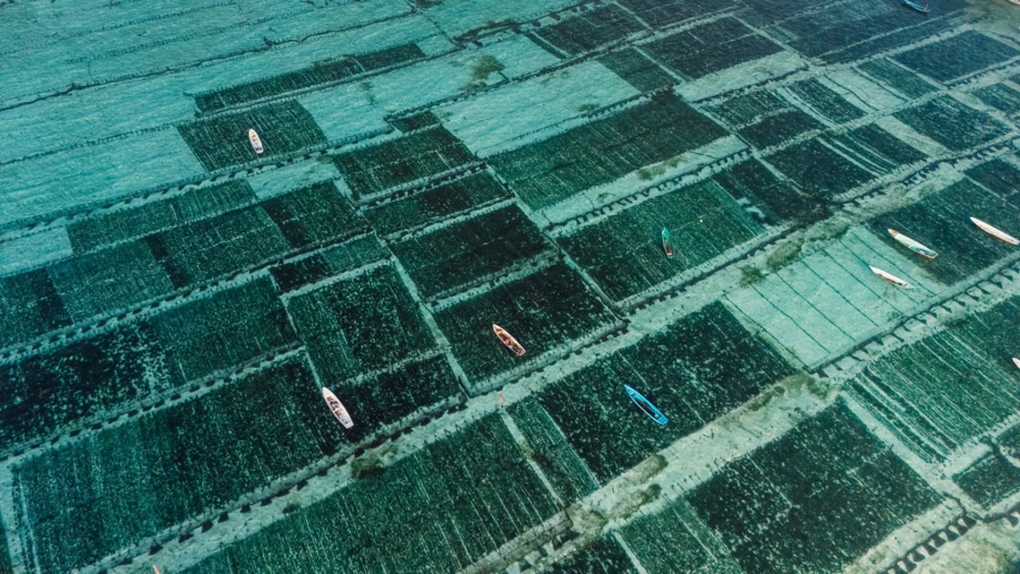 Seaweed offers alternative feedstock for 420GWh UK biomethane project