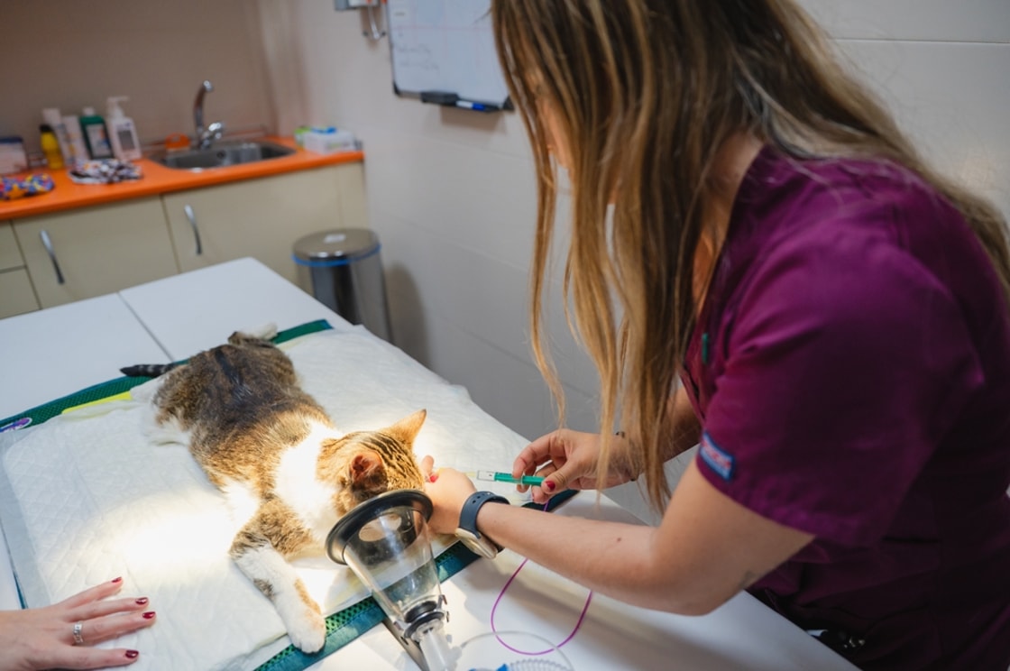 Veterinary sector draws lessons from Covid oxygen shortages